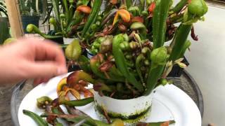 TEMPERATE CARNIVOROUS PLANTS DARLINGTONIA CALIFORNICA  COBRA LILY CARE GETTING READY FOR WINTER [upl. by Dave78]