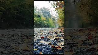 relax asmr bienestar sonidosdelluviaparadormir lluvia lluviarelajante relaxmusic descanso [upl. by Krueger]