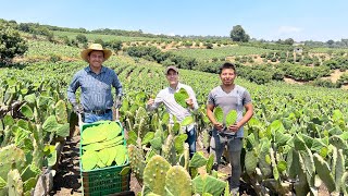 Huerta de NOPAL VERDURA SAGRADO para los mexicanos  Mayores productores de esta VERDURA en México [upl. by Feodor317]