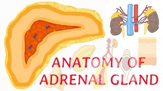 Anatomy of adrenal gland explained clearly [upl. by Nivaj238]