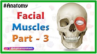 Facial muscles Anatomy animation Part 3  Orbital amp Nasal group [upl. by Ileyan]