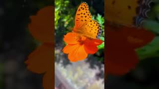 Breathtaking Argynnis Hyperbius Butterfly 🦋shorts butterfly beautiful love nature song music [upl. by Anecusa]