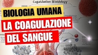 La coagulazione sanguigna biologia e fisiologia umana [upl. by Johan]