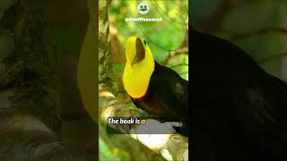 What Toucans Beak made of  birdlife toucanbird [upl. by Ainimreh612]