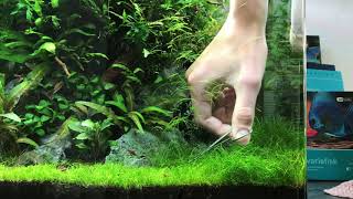 Trimming carpet plants  eleocharis acicularis Mini [upl. by Boris]