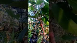 Tree or triple root stock Inarching type of plant Propagation Rambutan tree [upl. by Leahcimsemaj]