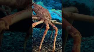 🦀Spider crab 蜘蛛蟹殺人蟹 ｜世界上現存體型最大的甲殼動物 ￼aquarium crab [upl. by Nwahsek859]