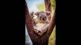 1 Minute of Adorable Koalas Everyone Loves Cute Koalas short [upl. by Anelav]