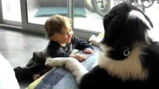 Baby Laughing Hysterically at Newfoundland Dog [upl. by Izabel921]