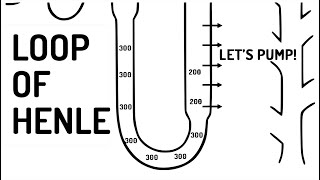 LOOP OF HENLE explained [upl. by Eilzel335]