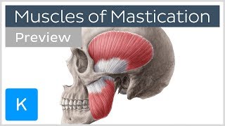 Muscles of mastication preview  Origin insertion functions  Human Anatomy  Kenhub [upl. by Phila]