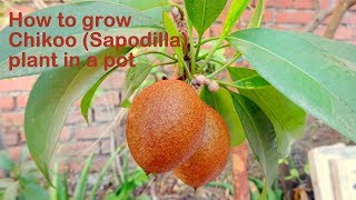 How to grow Sapodilla Chikoo plant in a pot  Protect Sapota plant from Leaf Webber insect [upl. by Oalsinatse]