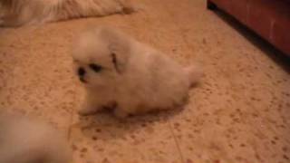 white Pekingese puppies playing and having fun [upl. by Humble]