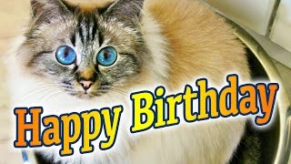 Birman Cat Birthday Song [upl. by Ynez]