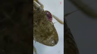 Exploring Euscelidius variegates Leafhopper Under a Microscope [upl. by Ludovico]