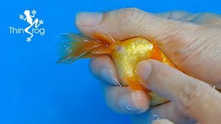 Goldfish Hand Breeding Step by Step [upl. by Aremus]