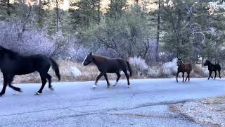 Broncos in Fletcher View Campground Nevada [upl. by Ettenirt]