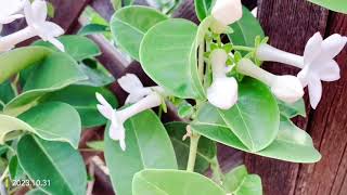 Madagascar Jasmine stephanotis produces large inedible mangoshaped fruits 20231031 [upl. by Eanahc]