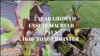 GROWTH RATE OF ENSETE MAURELII PLUS HOW TO OVERWINTER [upl. by Lorena]