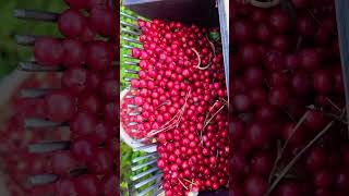 Ternyata lingonberry berbeda dengan cranberries lingonberry cranberries [upl. by Coulombe]