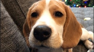 Seven cutest sounds a beagle makes [upl. by Airdua]