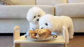 Leaving My Puppies Alone with a Whole Chicken Unexpected Result [upl. by Fabi]