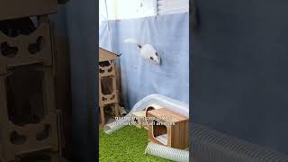 Chinchillas are actually ninjas chinchilla animalfacts [upl. by Puiia]