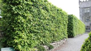 A focus on Hornbeam hedging All you need to know about Carpinus betulus [upl. by Asabi]