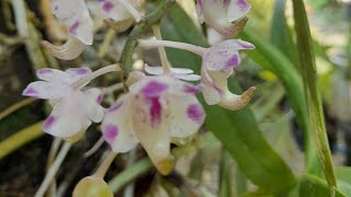 Aerides odorata anggrek kuku macan amp Cymbidium finlaysonianum fragrantorchids indonesianorchids [upl. by Eidorb274]