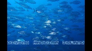 diving Madeira [upl. by Glassco696]