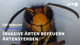 UNBericht Invasive Arten spielen weltweit Schlüsselrolle bei Artensterben  AFP [upl. by Durtschi211]