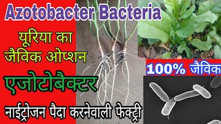 Azotobacter  एजोटोबैक्टर  पौधों को नाईट्रोजन उपलब्ध करवाने वाले बैक्टीरिया [upl. by Leonsis509]