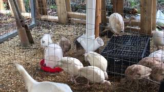 How to make a Turkey or Chicken Feeder  SUPER EASY [upl. by Dachi919]