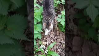 LuCa checking into the wood  LuCa geht in den Wald alleliebenluca adventuresofluca cat [upl. by Nai867]