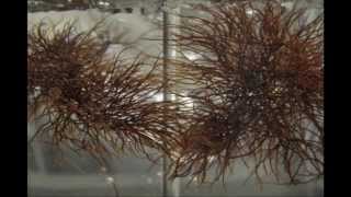 IV Seaweed Culture in New England Gracilaria Part 4 of 6 [upl. by Yerd]