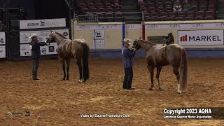 2023 AQHA World Championship Show Open Aged Stallions [upl. by Leuneb]