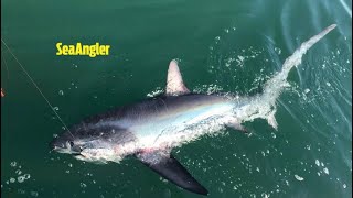 Huge uk🇬🇧 thresher shark boatfishinguk shark warriorboats [upl. by Mlohsihc379]