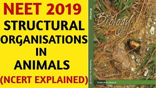 Animal Tissue Class 11  Structural Organisation in Animals  Class 11 Biology [upl. by Ware995]