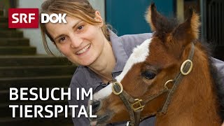 Patienten auf vier Beinen – Besuch im Tierspital Zürich  Reportage  SRF [upl. by Stodder394]