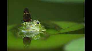 Frog eating flies slow motion video  frog tongue out slow motion frog wildlife videography [upl. by Philemol925]