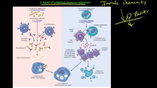 104P  Introduction to primary and secondary Immune deficiency diseases [upl. by Wahl661]