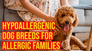 10 Cutest Small Hypoallergenic Dog Breeds For Allergic Families [upl. by Shirlee668]