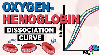 The Oxygen Hemoglobin Dissociation Curve EXPLAINED [upl. by Idnahc703]