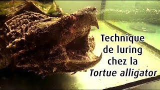 Technique de luring  Macrochelys temmincki [upl. by Adnawyt388]