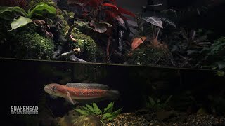 Two years Snakehead Fish Underwater CAVE AQUATERRARIUM [upl. by Bergwall392]