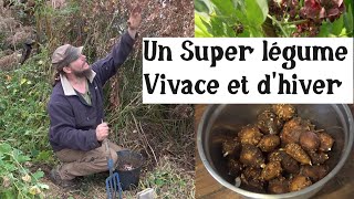 Un Super légume dhiver et vivace  Apios americana [upl. by Sclar86]