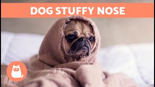 My DOG Has a RUNNY NOSE and LABORED BREATHING 🐶💦 Why and What to Do [upl. by Esli]