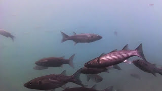 Stachelrochen und Fische im Puerto Morro Jable  Fuerteventura [upl. by Noyar]