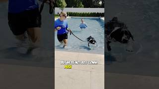 Cute Dog Learning NOT to DROWN dogsafety dogtraining [upl. by Docile308]