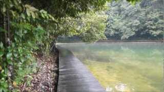 MacRitchie Reservoir Singapore [upl. by Nandor335]